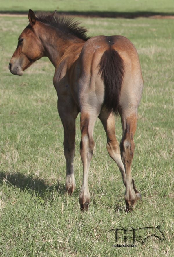 Brown Kerri's 2022 Bay Roan Colt